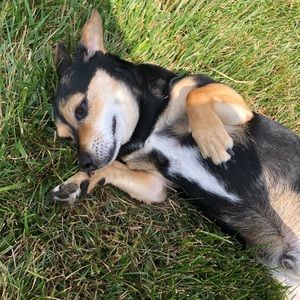 Meet your Posher, Paco the Poshmark Pup